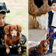 Illustration for article titled The most adorable Han Solo and Chewbacca are this kid and his dog